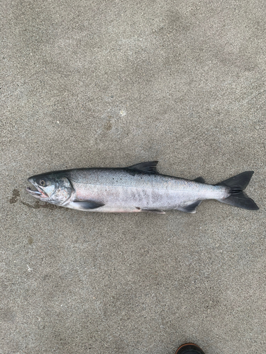 シロザケの釣果