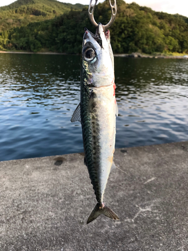 サバの釣果