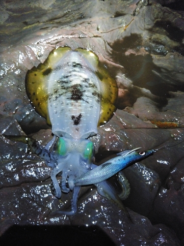 アオリイカの釣果