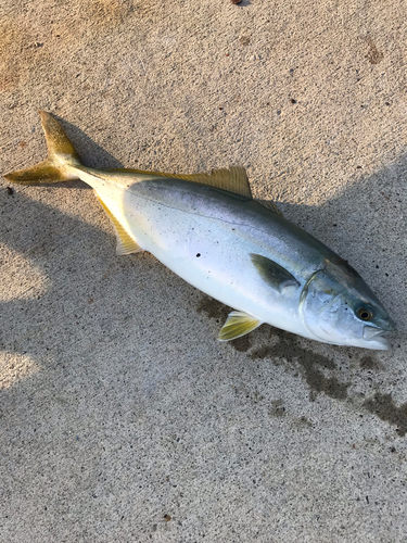 イナダの釣果