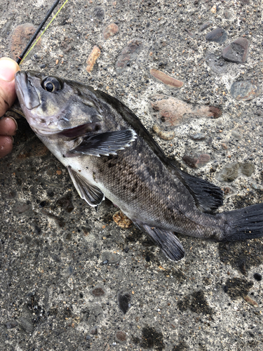 クロソイの釣果