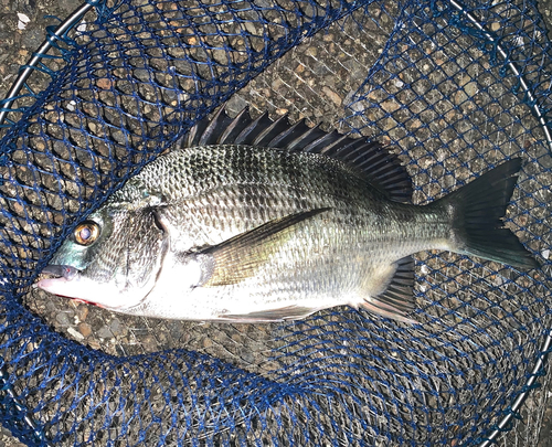 チヌの釣果