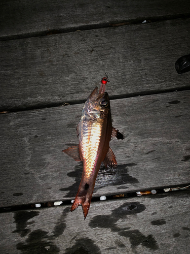 ネンブツダイの釣果