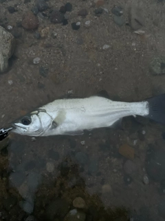 セイゴ（ヒラスズキ）の釣果