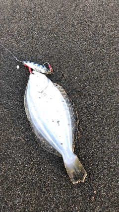 ソゲの釣果