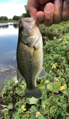 ラージマウスバスの釣果