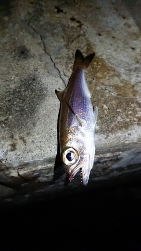 ムツの釣果