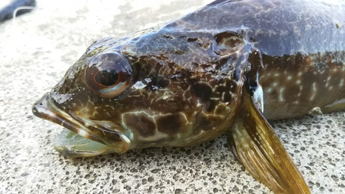 アナハゼの釣果