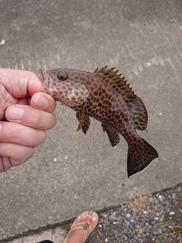 キジハタの釣果