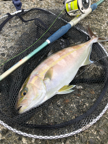 カンパチの釣果