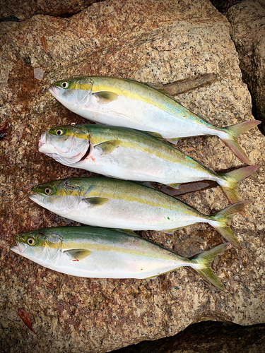 ハマチの釣果