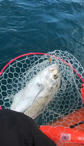 オニヒラアジの釣果