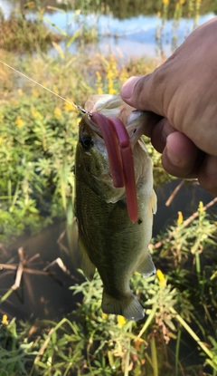 ブラックバスの釣果