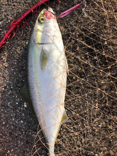 ハマチの釣果