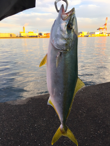 イナダの釣果