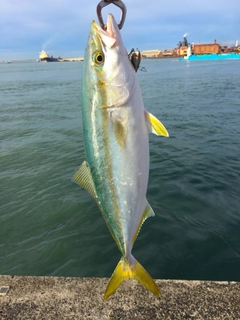 イナダの釣果