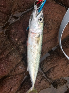 サバの釣果