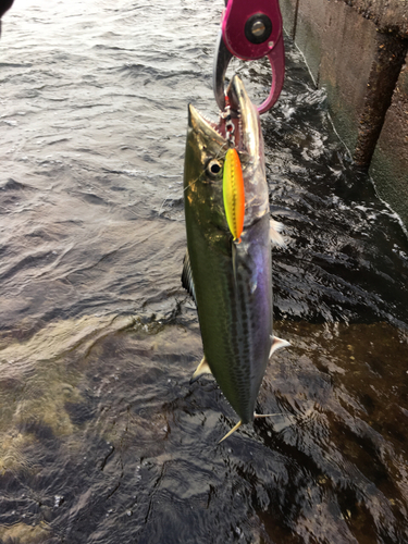 サゴシの釣果