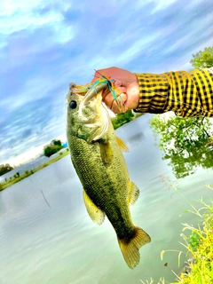 ラージマウスバスの釣果