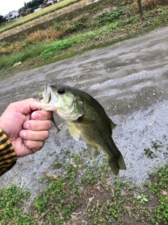ラージマウスバスの釣果