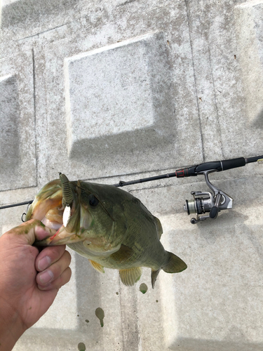 ラージマウスバスの釣果