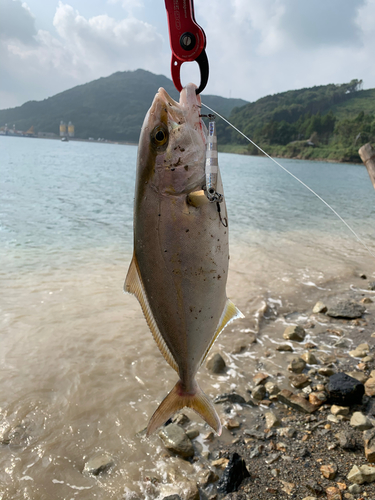 ネリゴの釣果