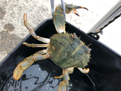 カニの釣果