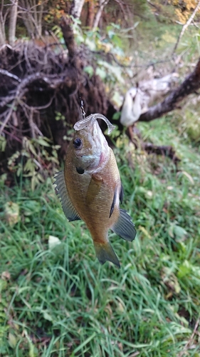 ブルーギルの釣果