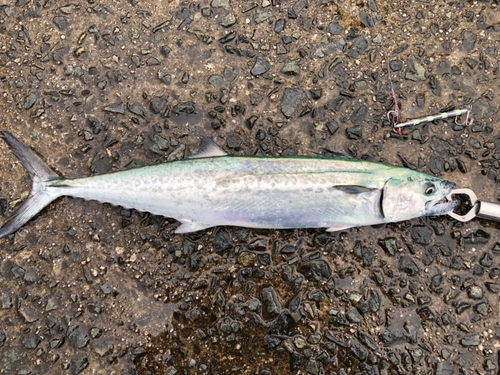 サゴシの釣果