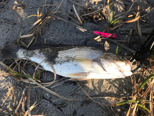 イシモチの釣果