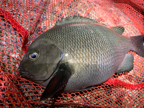 クチブトグレの釣果