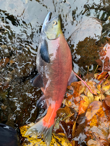 ヒメマスの釣果