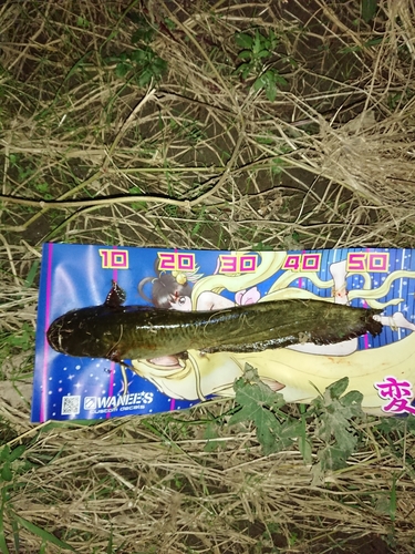 マナマズの釣果