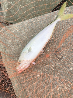 ハマチの釣果