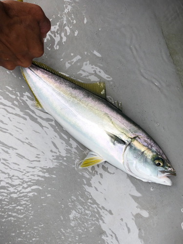 イナダの釣果