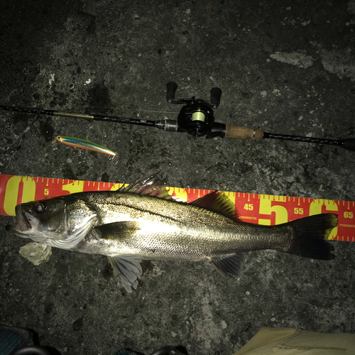 シーバスの釣果