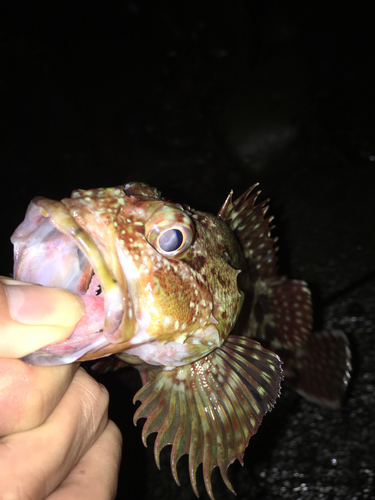 カサゴの釣果