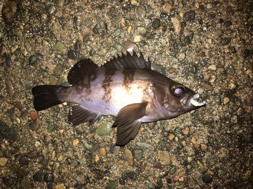 メバルの釣果