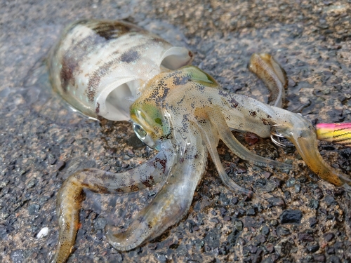 アオリイカの釣果