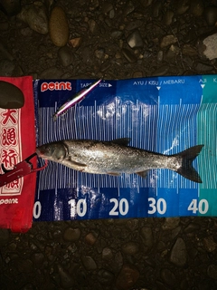 ウグイの釣果