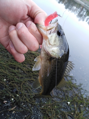 ラージマウスバスの釣果