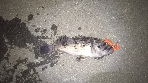 ソイの釣果