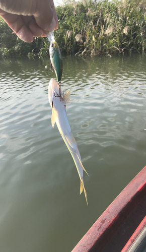 ハスの釣果