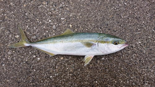 イナダの釣果