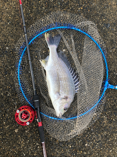 キビレの釣果