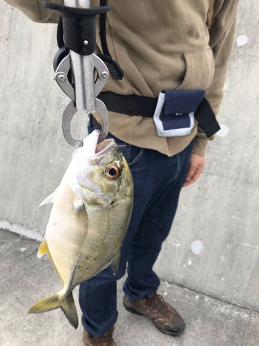 オニヒラアジの釣果