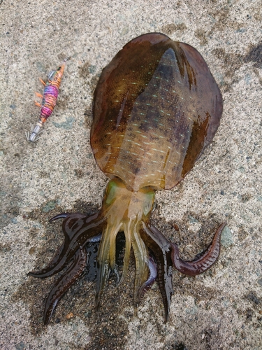 アオリイカの釣果