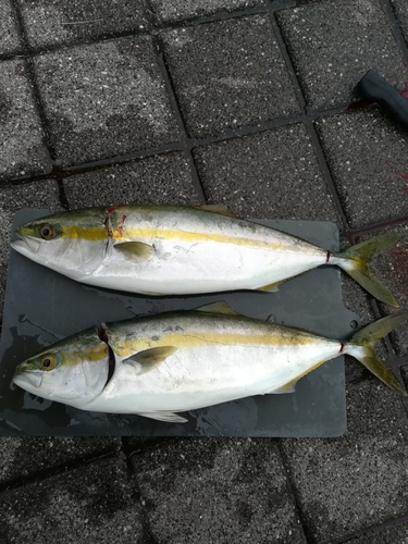 ハマチの釣果