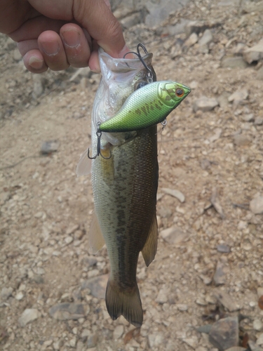 ラージマウスバスの釣果