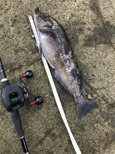 アイナメの釣果